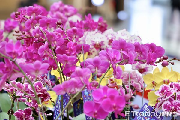 ▲「2025台灣國際蘭展」將在台南蘭花生物科技園區盛大登場，而第15屆亞太蘭花會議（APOC）也同步展開，台南市長黃偉哲等人歡迎共襄盛舉。（圖／記者林東良翻攝，下同）