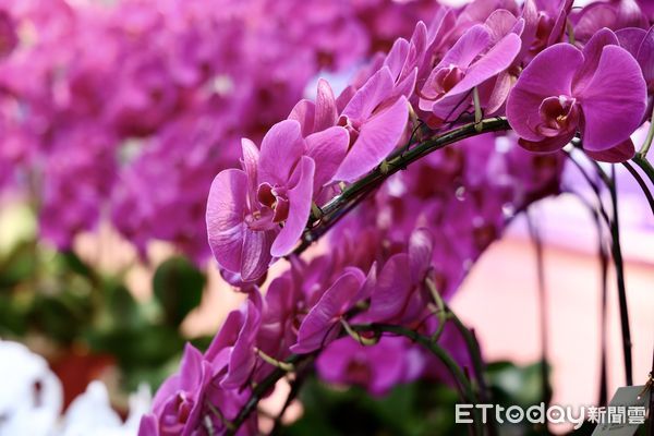 ▲「2025台灣國際蘭展」將在台南蘭花生物科技園區盛大登場，而第15屆亞太蘭花會議（APOC）也同步展開，台南市長黃偉哲等人歡迎共襄盛舉。（圖／記者林東良翻攝，下同）