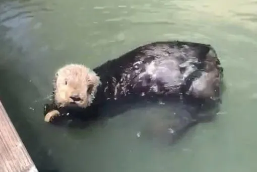 ▲海獺跟漁民炫耀自己的「寶貝石頭」　特地放岸上給他欣賞。（圖／翻攝自TikTok／@user8736150399263）