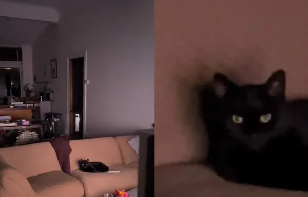 男凌晨被吵醒　看到貓咪「摸黑看健身節目」臭臉回瞪：你怎麼沒睡。（圖／翻攝自TikTok／liamtmaguire）