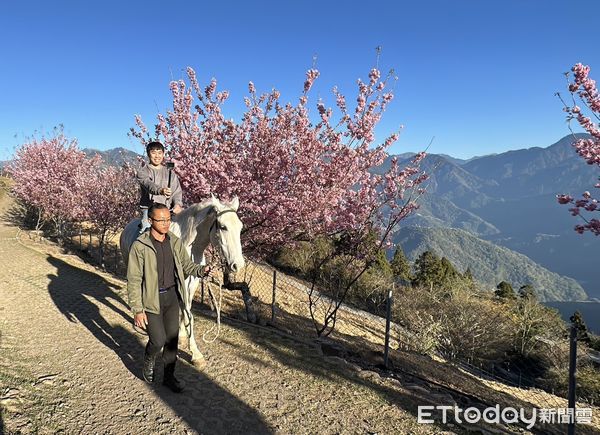▲清境農場櫻花盛開中。（圖／清境農場提供）