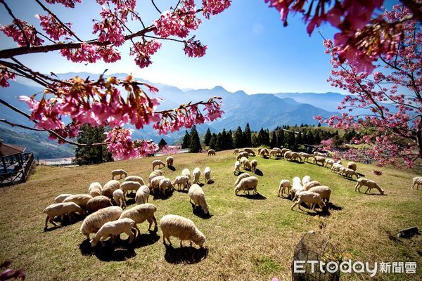 ▲清境農場櫻花盛開中。（圖／清境農場提供）