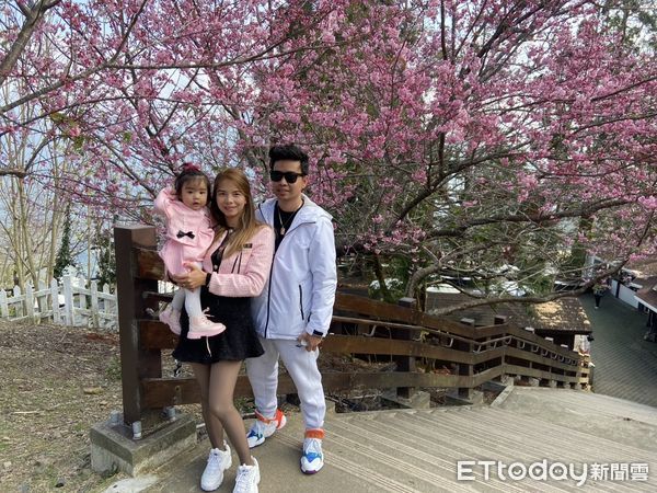 ▲清境農場櫻花盛開中。（圖／清境農場提供）