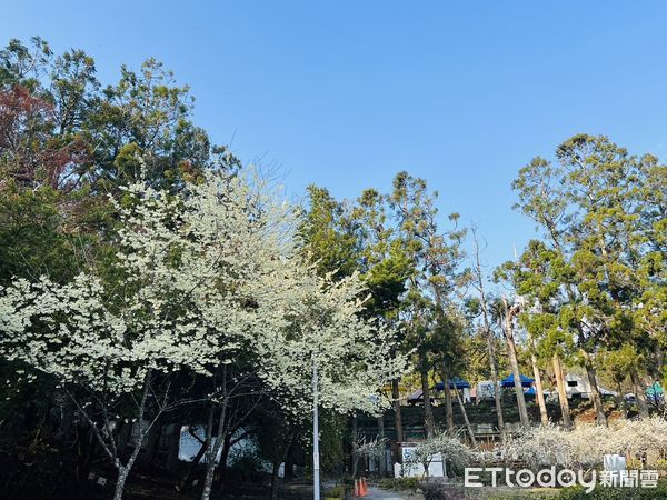 ▲小瑞士花園的白櫻花與李花。（圖／清境農場提供）