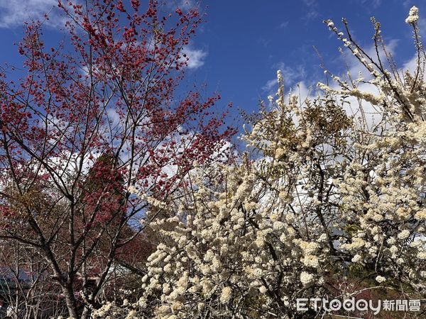 ▲清境農場觀山牧區的櫻花與李花。（圖／清境農場提供，下同）