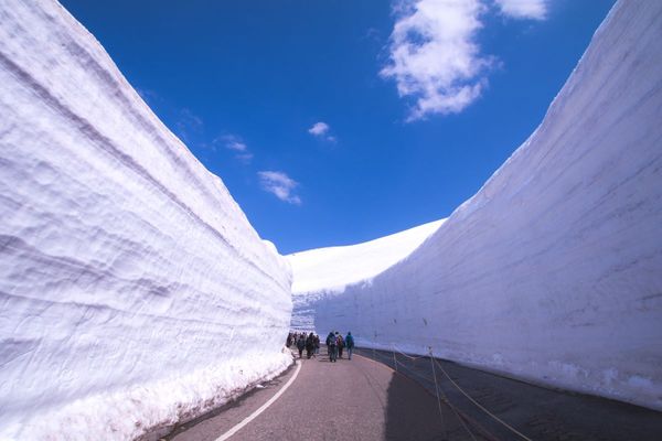 ▲日本北陸立山雪牆,日本河口湖大石公園芝櫻,日本金澤市兼六園櫻花,足利花卉公園夜間點燈下紫藤美景,富士芝櫻祭。（圖／五福旅遊提供）