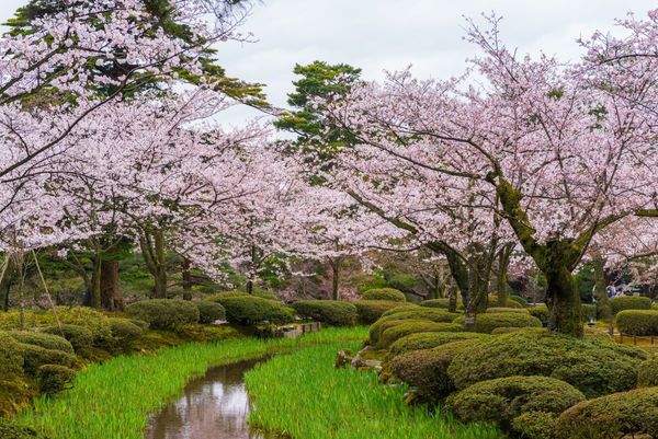 ▲日本北陸立山雪牆,日本河口湖大石公園芝櫻,日本金澤市兼六園櫻花,足利花卉公園夜間點燈下紫藤美景,富士芝櫻祭。（圖／五福旅遊提供）