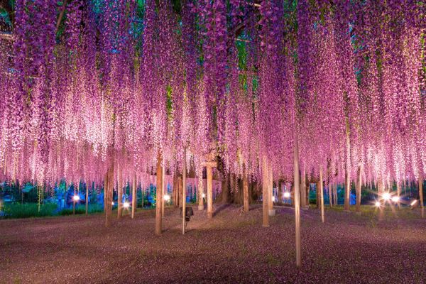 ▲日本北陸立山雪牆,日本河口湖大石公園芝櫻,日本金澤市兼六園櫻花,足利花卉公園夜間點燈下紫藤美景,富士芝櫻祭。（圖／五福旅遊提供）
