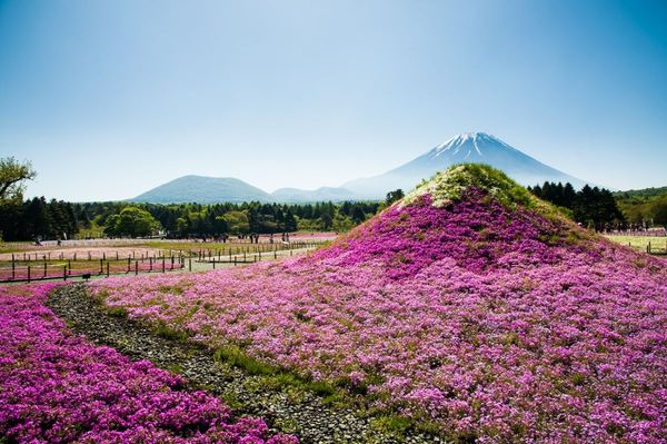 ▲日本北陸立山雪牆,日本河口湖大石公園芝櫻,日本金澤市兼六園櫻花,足利花卉公園夜間點燈下紫藤美景,富士芝櫻祭。（圖／五福旅遊提供）