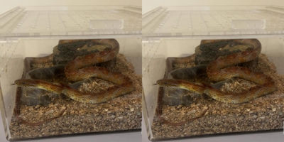他打掃空房「驚見1條蛇」餓很久 內行人曝:放生必死無疑
