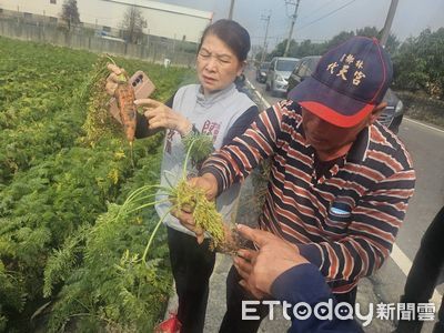 紅蘿蔔災損慘重! 陳亭妃火速通報籲農業部啟動補助