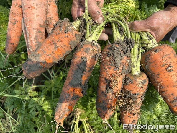 ▲台南市將軍、佳里、西港的紅蘿蔔種植受損，立委陳亭妃已完成紅蘿蔔災損速報，其中將軍區已達25公頃受損，並提交台南市政府農業局申請補助。（圖／記者林東良翻攝，下同）