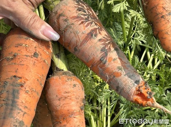 ▲台南市將軍、佳里、西港的紅蘿蔔種植受損，立委陳亭妃已完成紅蘿蔔災損速報，其中將軍區已達25公頃受損，並提交台南市政府農業局申請補助。（圖／記者林東良翻攝，下同）