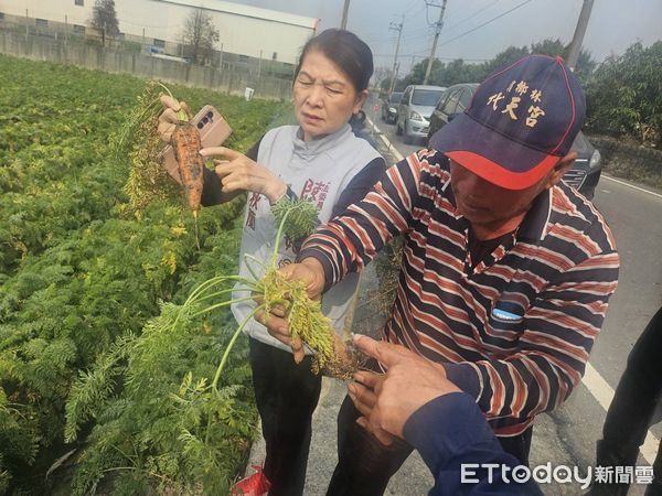 ▲台南市將軍、佳里、西港的紅蘿蔔種植受損，立委陳亭妃已完成紅蘿蔔災損速報，其中將軍區已達25公頃受損，並提交台南市政府農業局申請補助。（圖／記者林東良翻攝，下同）