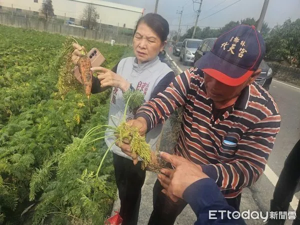 ▲台南市將軍、佳里、西港的紅蘿蔔種植受損，立委陳亭妃已完成紅蘿蔔災損速報，其中將軍區已達25公頃受損，並提交台南市政府農業局申請補助。（圖／記者林東良翻攝，下同）