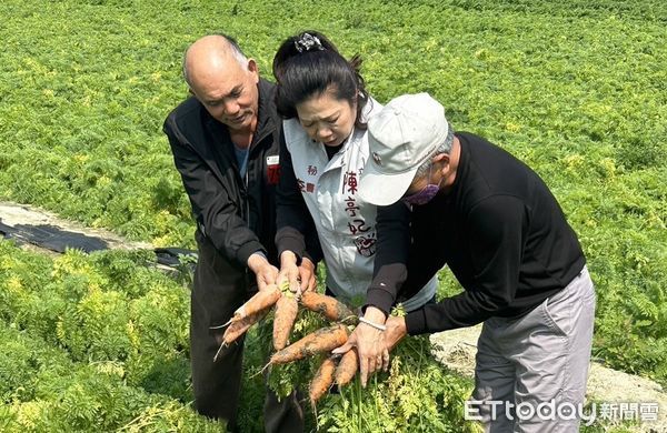 ▲台南市將軍、佳里、西港的紅蘿蔔種植受損，立委陳亭妃已完成紅蘿蔔災損速報，其中將軍區已達25公頃受損，並提交台南市政府農業局申請補助。（圖／記者林東良翻攝，下同）