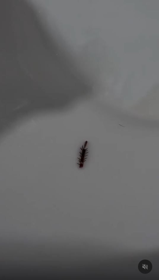 冰棒裡有蟑螂。（圖／網友原PO授權提供）