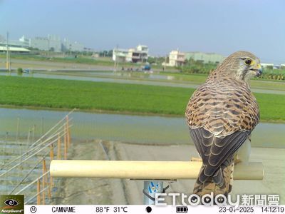 屏東新園毛豆園設猛禽棲架拍到紅隼 友善環境鏈邁出第一步