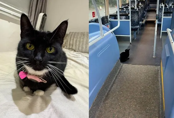 賓士貓「獨自搭火車兜風」27公里爆紅　獲專屬鐵路卡終身免費搭。（圖／翻攝自Facebook／Tilly the adventure cat）