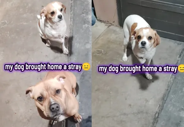 狗狗帶「可憐浪浪回家」強迫收編　女心軟收留見1幕傻眼：上當了。（圖／翻攝自TikTok／officialqueencocca）
