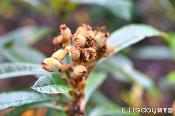 ▲立委馬文君與國姓鄉長邱美玲關心枇杷農損情況。（圖／翻攝「立法委員馬文君」臉書粉專，下同）