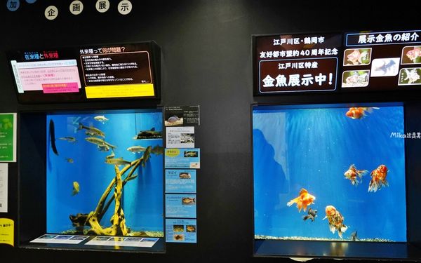 ▲▼鶴岡市立加茂水族館。（圖／部落客Mika出走美食日誌授權提供）