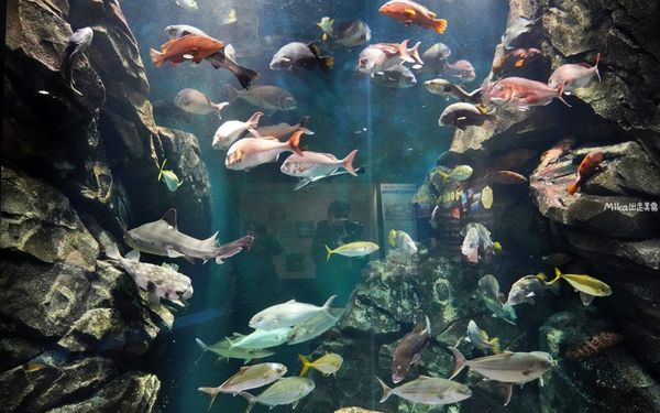 ▲▼鶴岡市立加茂水族館。（圖／部落客Mika出走美食日誌授權提供）