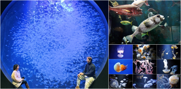 ▲▼鶴岡市立加茂水族館。（圖／部落客Mika出走美食日誌授權提供）