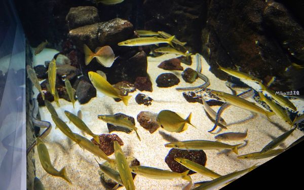 ▲▼鶴岡市立加茂水族館。（圖／部落客Mika出走美食日誌授權提供）