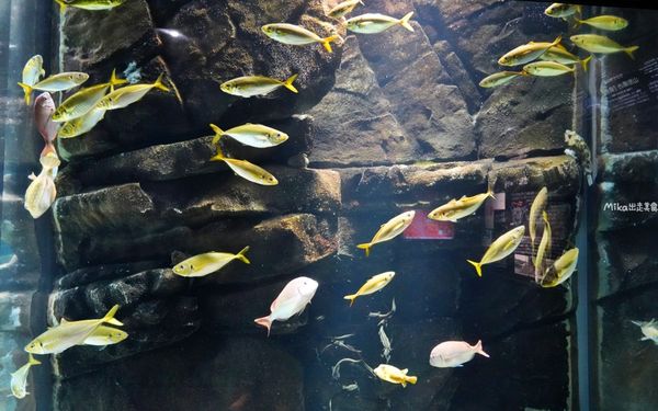 ▲▼鶴岡市立加茂水族館。（圖／部落客Mika出走美食日誌授權提供）