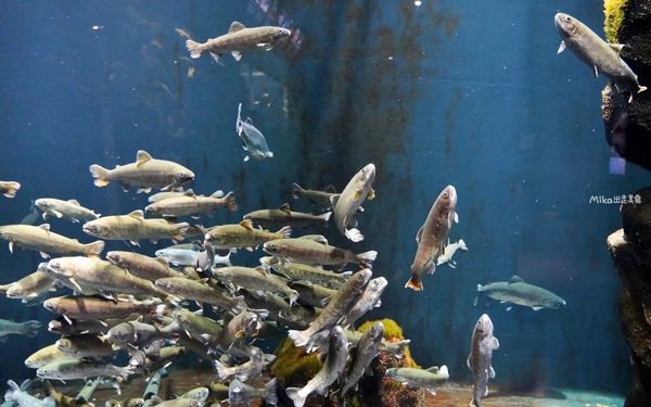 ▲▼鶴岡市立加茂水族館。（圖／部落客Mika出走美食日誌授權提供）
