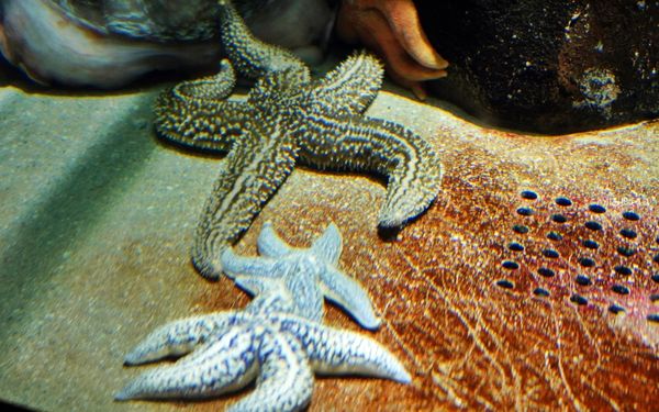 ▲▼鶴岡市立加茂水族館。（圖／部落客Mika出走美食日誌授權提供）