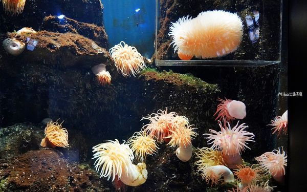 ▲▼鶴岡市立加茂水族館。（圖／部落客Mika出走美食日誌授權提供）