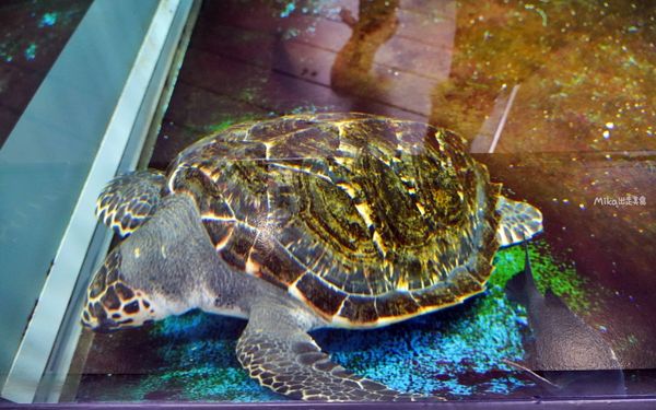 ▲▼鶴岡市立加茂水族館。（圖／部落客Mika出走美食日誌授權提供）