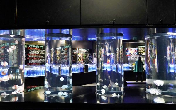 ▲▼鶴岡市立加茂水族館。（圖／部落客Mika出走美食日誌授權提供）
