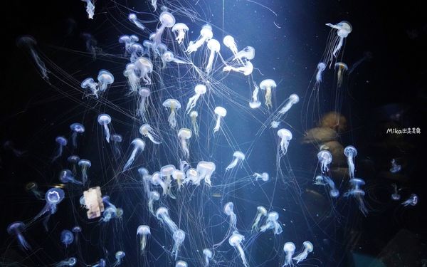 ▲▼鶴岡市立加茂水族館。（圖／部落客Mika出走美食日誌授權提供）