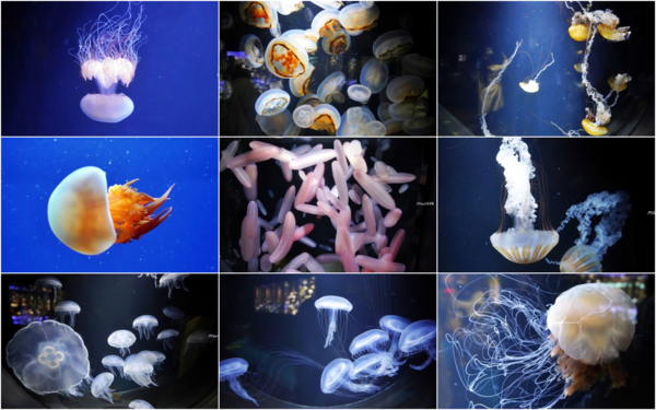 ▲▼鶴岡市立加茂水族館。（圖／部落客Mika出走美食日誌授權提供）