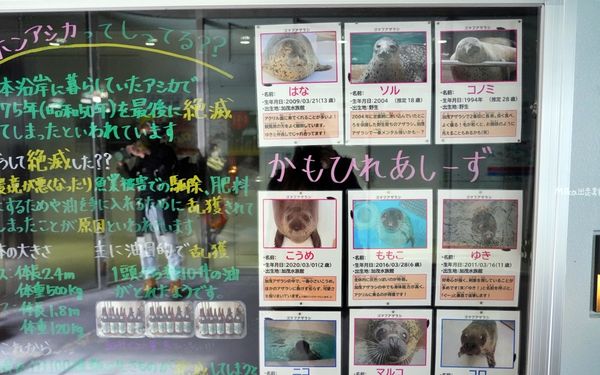 ▲▼鶴岡市立加茂水族館。（圖／部落客Mika出走美食日誌授權提供）