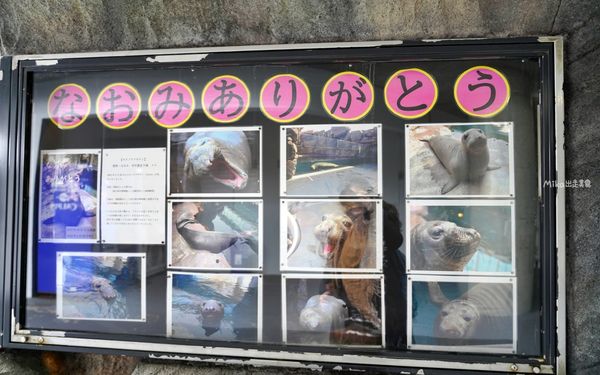 ▲▼鶴岡市立加茂水族館。（圖／部落客Mika出走美食日誌授權提供）