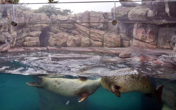 ▲▼鶴岡市立加茂水族館。（圖／部落客Mika出走美食日誌授權提供）