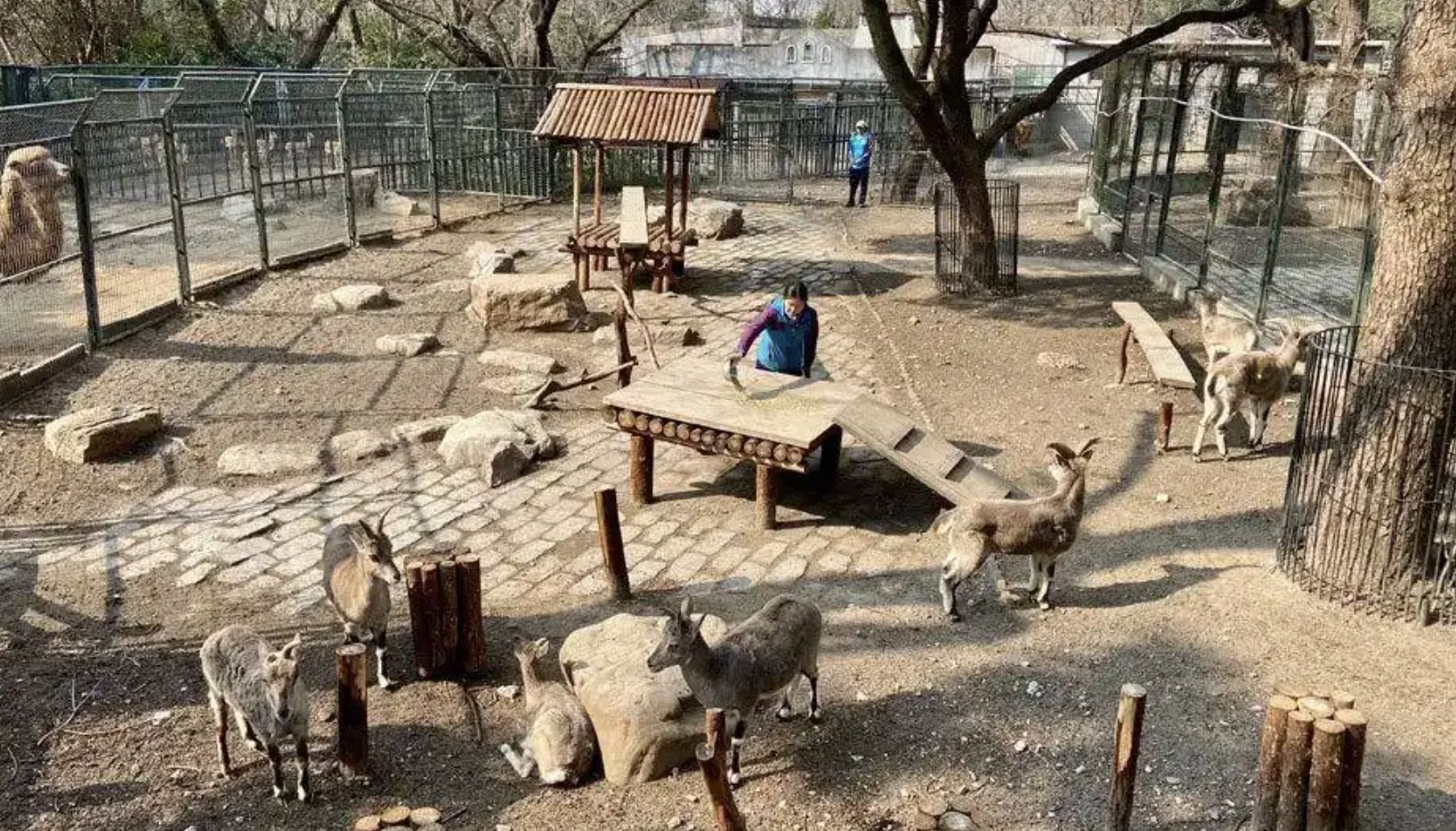 ▲劍橋碩士馬雅返回大陸後，入職上海動物園成爲一名飼養員。（圖／翻攝澎湃新聞）