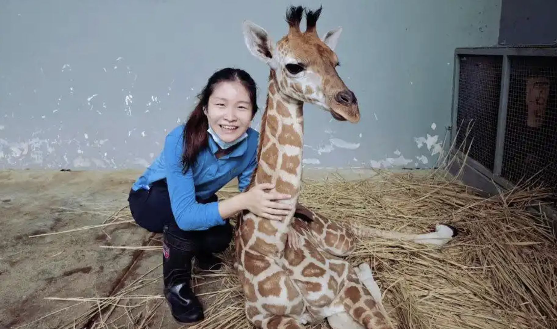 ▲劍橋碩士馬雅返回大陸後，入職上海動物園成爲一名飼養員。（圖／翻攝澎湃新聞）