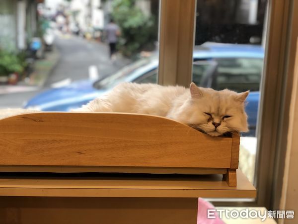 貓、喵星人、毛小孩。（圖／記者林蕙娟攝）