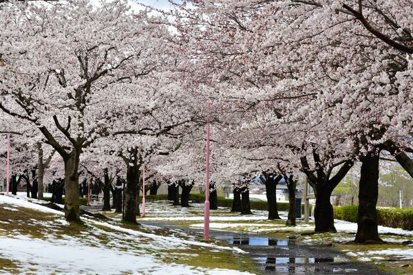 ▲福島荒川櫻堤河川公園，福島賞櫻。（圖／photo AC）