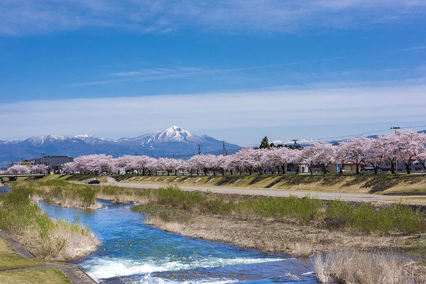 ▲▼福島宮川千本櫻，福島賞櫻。（圖／福島縣觀光復興推進委員會提供）