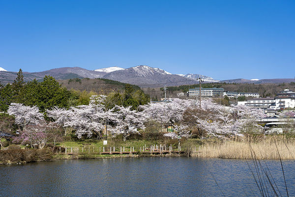 ▲▼福島岳溫泉櫻坂。（圖／福島縣觀光復興推進委員會提供）