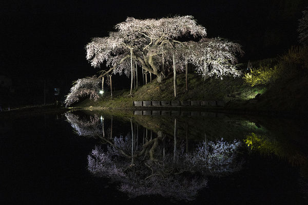 ▲▼福島中島地藏櫻。（圖／福島縣觀光復興推進委員會提供）