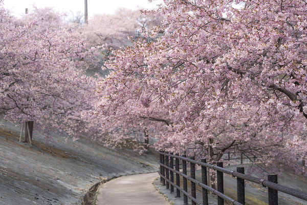 ▲▼福島21世紀森公園河津櫻。（圖／福島縣觀光復興推進委員會）