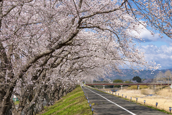 ▲▼福島請戶川RIVER LINE櫻並木。（圖／福島縣觀光復興推進委員會）