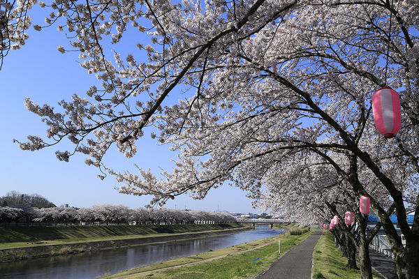 ▲▼福島釋迦堂川櫻並木。（圖／福島縣觀光復興推進委員會）